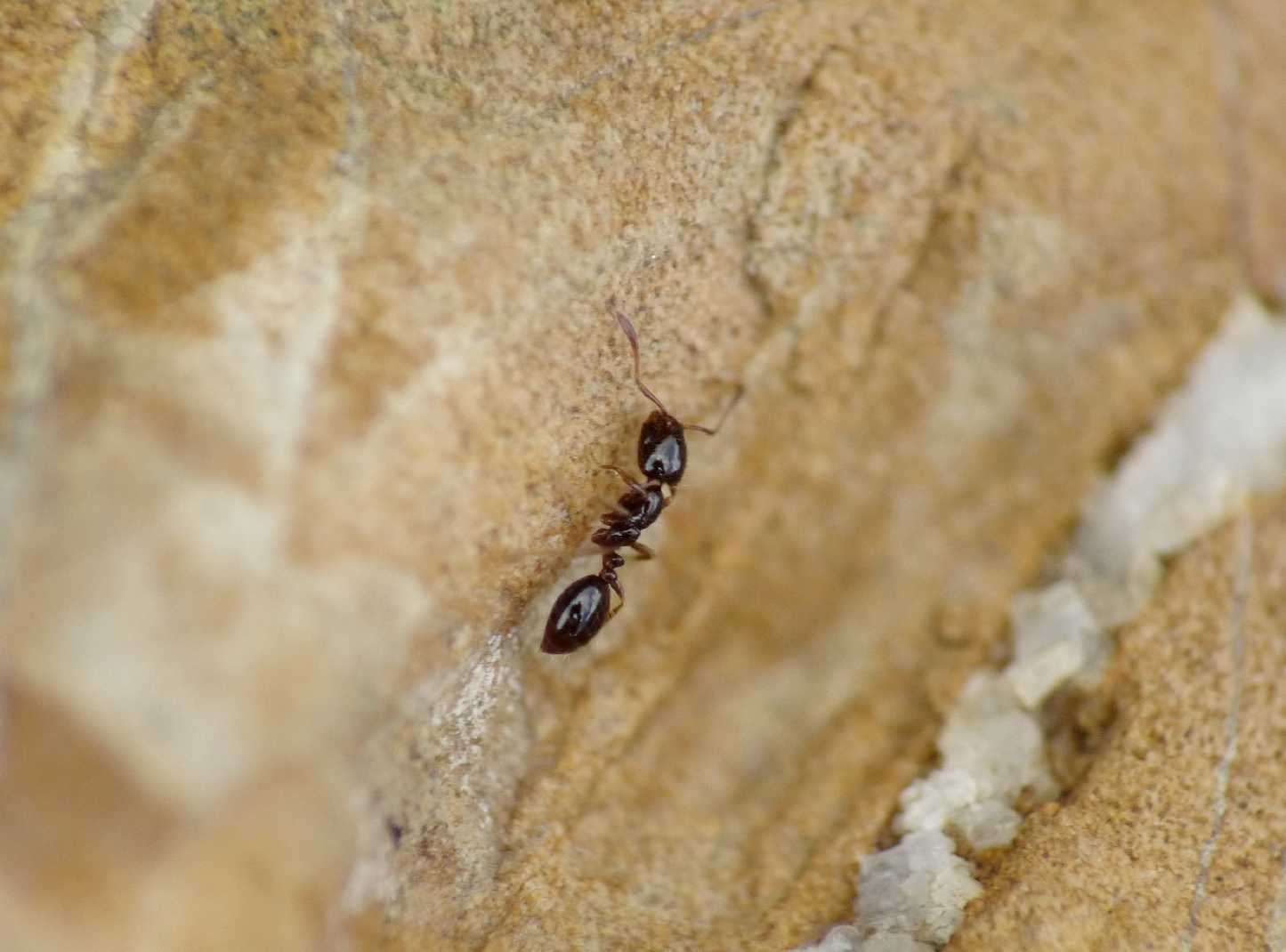 Formiche minuscole: Monomorium monomorium